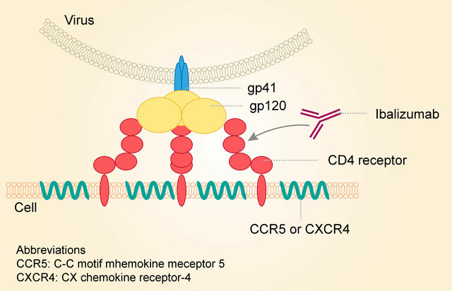 Anticuerpos Monoclonales