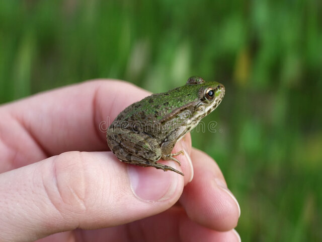 jeune grenouille avec poumons et queue regréssée.