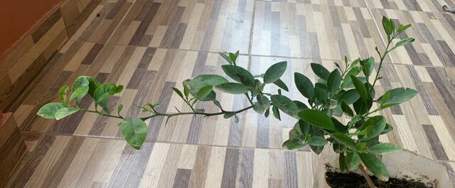 Planta de Limón semana 11