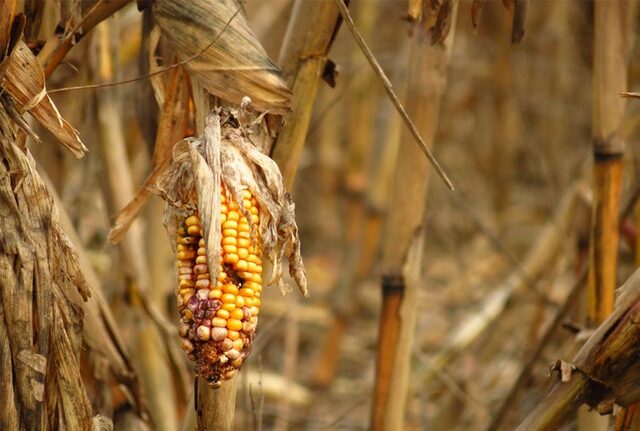 Reducción de las cosechas