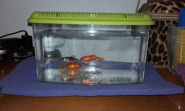 Els meus primers peixos