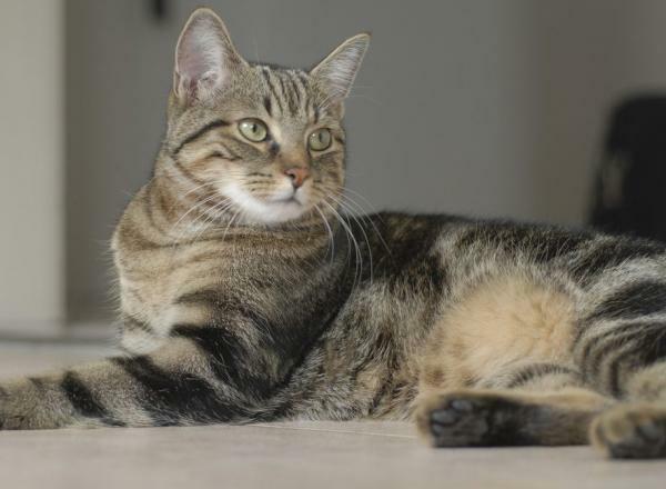 Vaig adoptar a la meva gata.