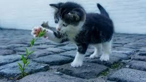 Pandèmia, nou gat i començo l'institut