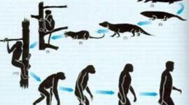 Timeline: Fijistas y Evolucionistas
