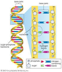 Sequenziazione del DNA