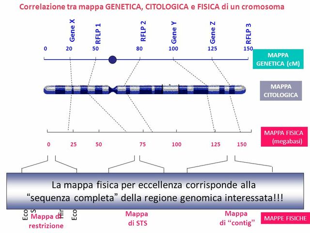 Mappa fisica del genoma umano