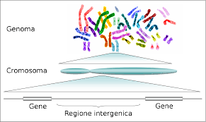 Mappa del gene umano