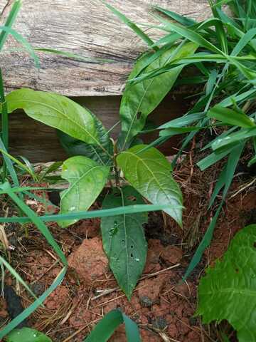 ONCEAVA SEMANA DE MI PLANTA