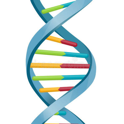 Timeline: Descubrimiento y descripción de la estructura del ADN.