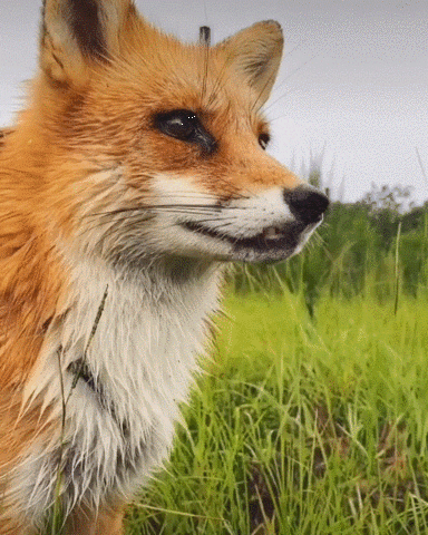 William Screed's Tale of the Soul Bound.