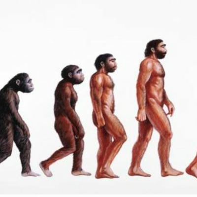 Timeline: Evolución de los hominidos.