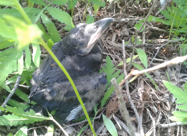 To Become Icarus pt.1