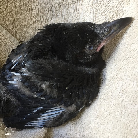 To Become Icarus pt.2