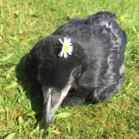 To Become Icarus pt.3