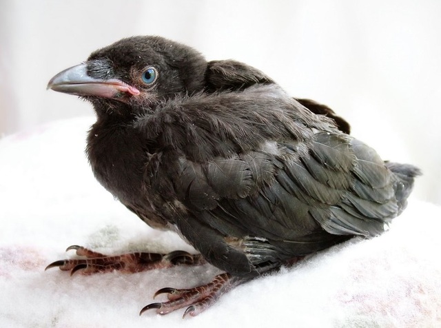 To Become Icarus pt.4