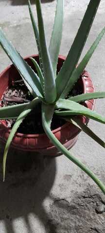 Onceava semana cuidando la planta que adopté