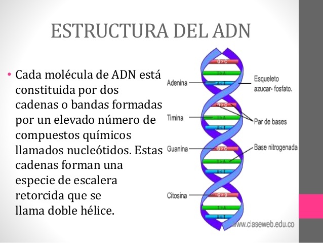 descripción de la estructura del ADN