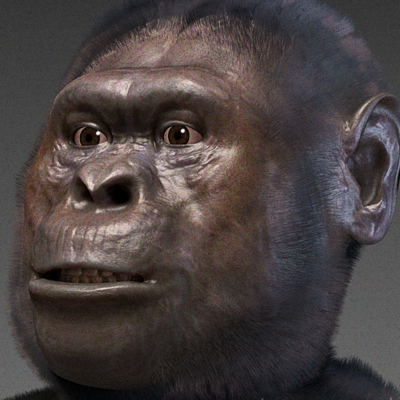 Timeline: australopithecus