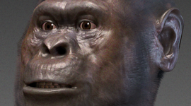 Timeline: australopithecus