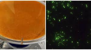 DESCUBREN BACTERIA A 2500M DE PROFUNDIDAD