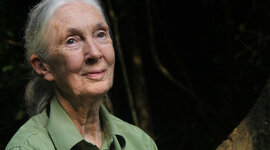 Timeline: Jane Goodall timeline Jesus Rubio Peinado