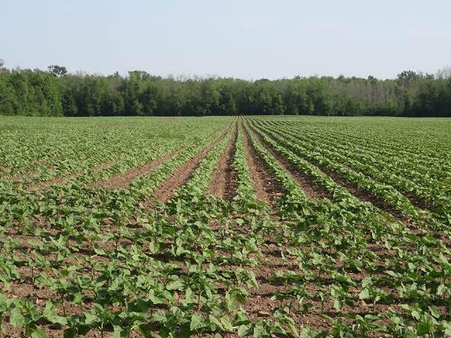 Seedling leaf, plant development
