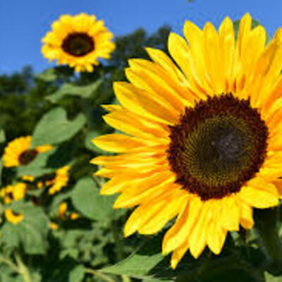 Timeline: Sunflower growth