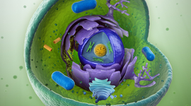 Timeline: Teoría celular