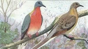 The Passenger Pigeon