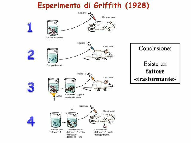1928 L'esperimento di Griffith