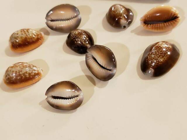 Cowrie Shells