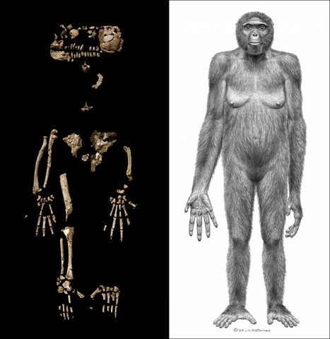 Ardipithecus Ramidus