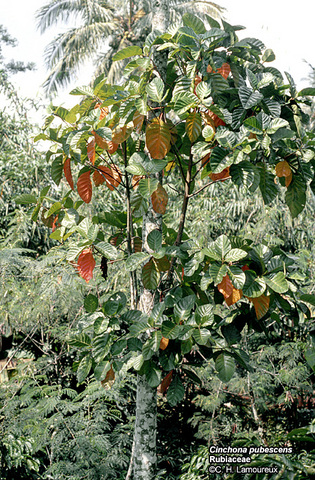 Cinchona Tree Discovered