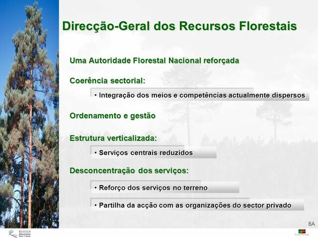 Criação da Direção Geral dos Recursos Florestais