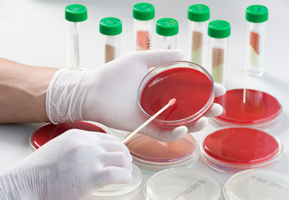 Fritz Schaudinn y Erich Hoffmann