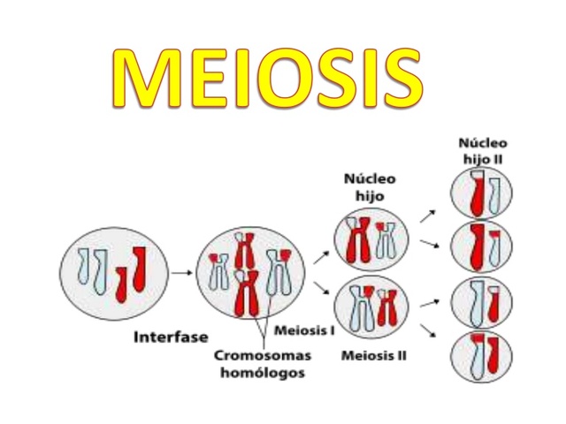Termino de meiosis