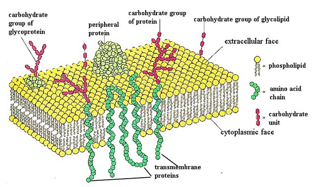 Discovery of Proteins