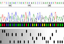 inizia la sequenza del DNA umano