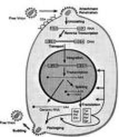 PCR Technique Conceived