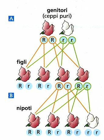 Le basi della genetica: J. G. Mendel