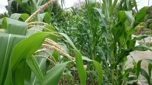 Actividades económicas del preclásico.