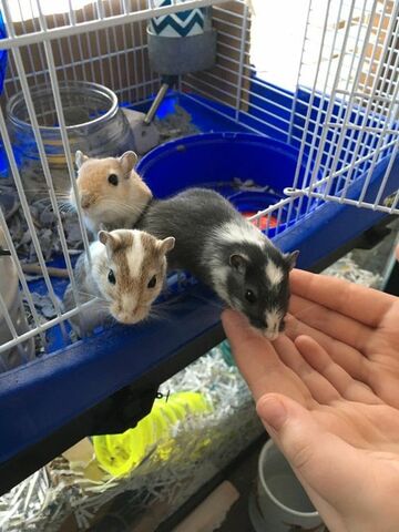 Nouveau membres de famille