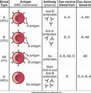 Blood Types Identified