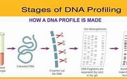 DNA profiling