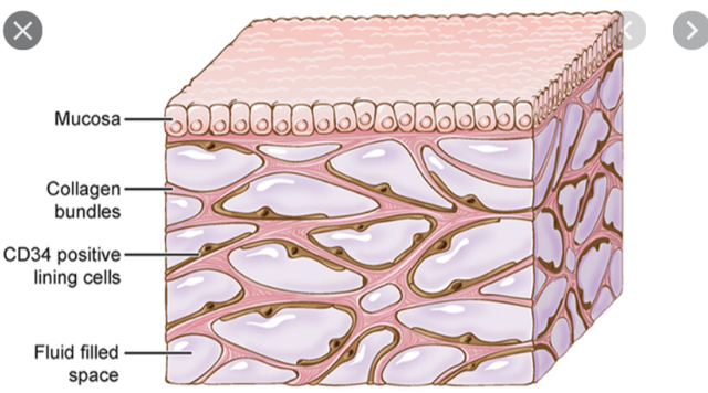 interstitium discovered in 2015