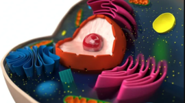 Timeline: ESTUDIOS DE LA CÉLULA