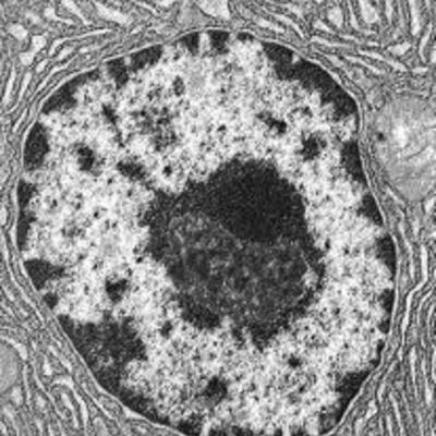 Timeline: TEORÍA CELULAR