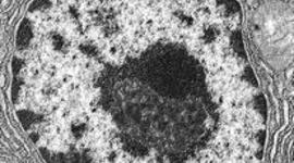 Timeline: TEORÍA CELULAR