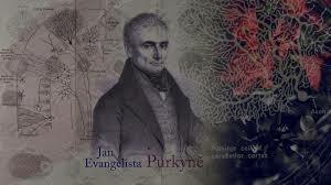 Idea básica de la teoría celular