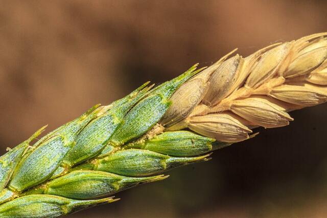 Resistencia de enfermedades